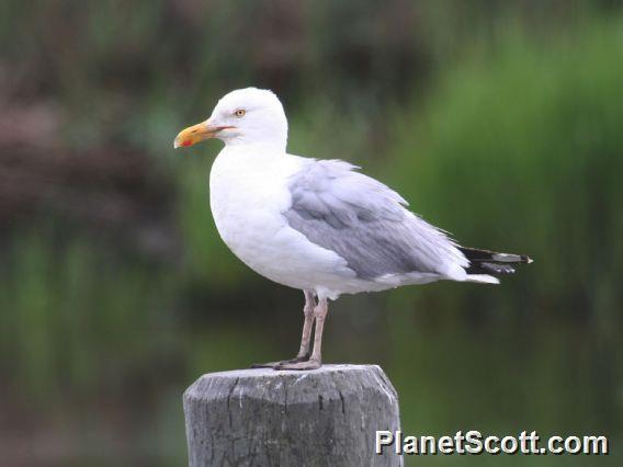 Herring Gull (Larus argentatus) 