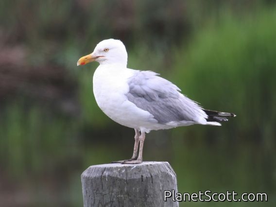 Herring Gull (Larus argentatus)