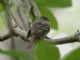 Acadian Flycatcher (Empidonax virescens) 