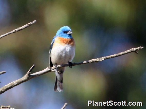 Lazuli Bunting (Passerina amoena) Male