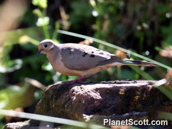 Mourning Dove (Zenaida macroura) 