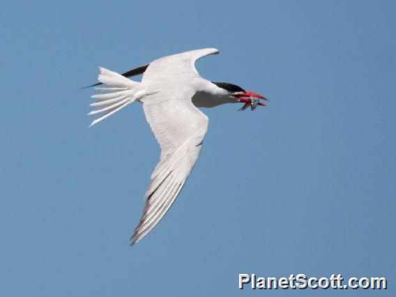 Caspian Tern (Sterna caspia) 