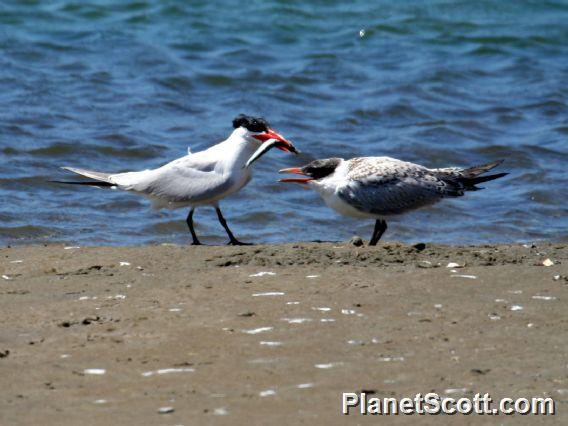 Caspian Tern (Sterna caspia) Adult and Juvenile