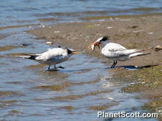 Elegant Tern (Sterna elegans) 