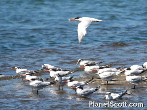 Elegant Tern (Sterna elegans) 