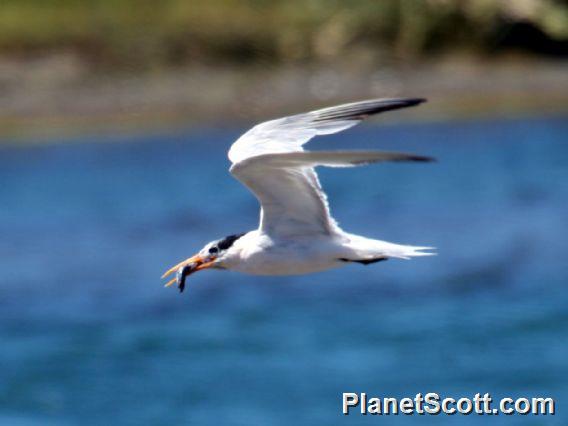 Elegant Tern (Sterna elegans) 