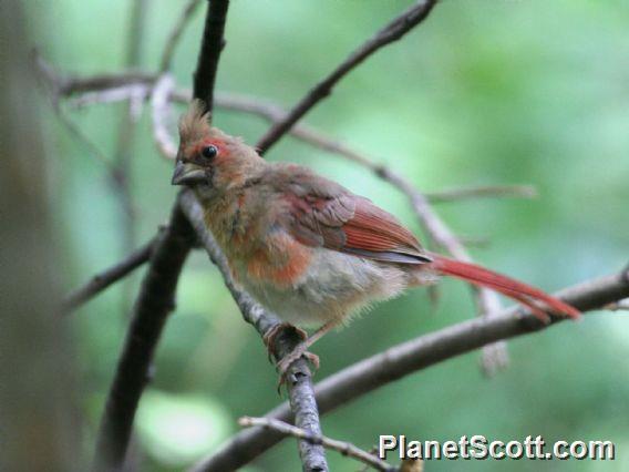 Northern Cardinal (Cardinalis cardinalis) Juvenile