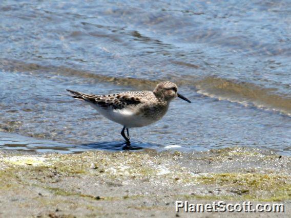 Baird's Sandpiper (Calidris bairdii) 