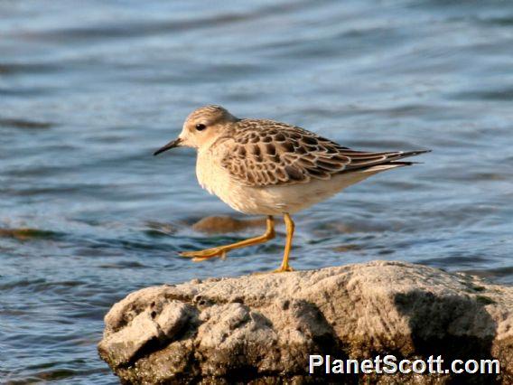 Buff-breasted Sandpiper (Calidris subruficollis) 