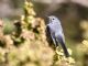 Blue-grey Gnatcatcher (Polioptila caerulea) 