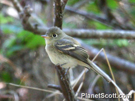 Western Flycatcher (Empidonax difficilis) 