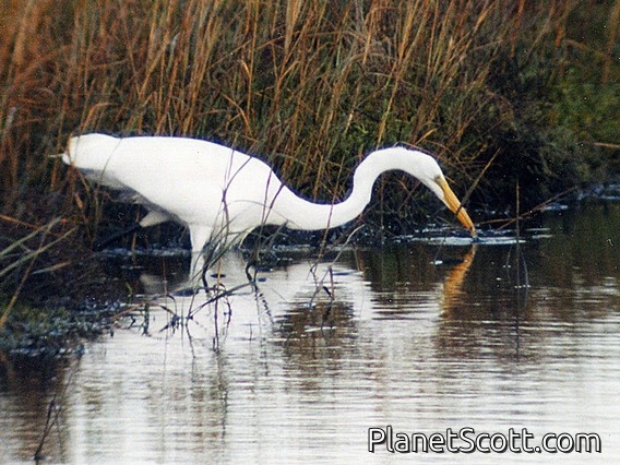Great Egret (Ardea alba)