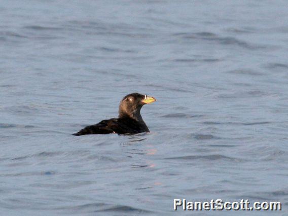 Rhinoceros Auklet (Cerorhinca monocerata) 