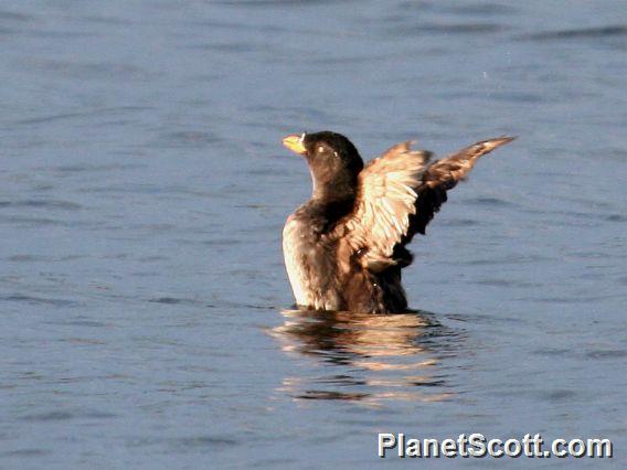 Rhinoceros Auklet (Cerorhinca monocerata) 