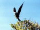 Magnificent Frigatebird, Isla Isabelle, Mexico