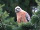 Red-shouldered Hawk (Buteo lineatus) 