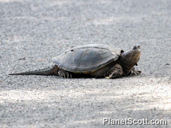 Central-American Snapping Turtle (Chelydra rossignonii) 