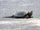 Common Snapping Turtle (Chelydra serpentina) 