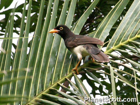 Brown Jay (Psilorhinus morio) Juvenile