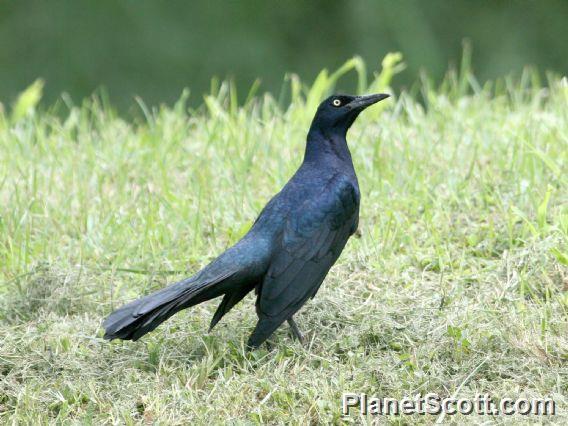 Great-tailed Grackle (Quiscalus mexicanus) 