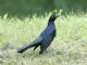 Great-tailed Grackle (Quiscalus mexicanus) 