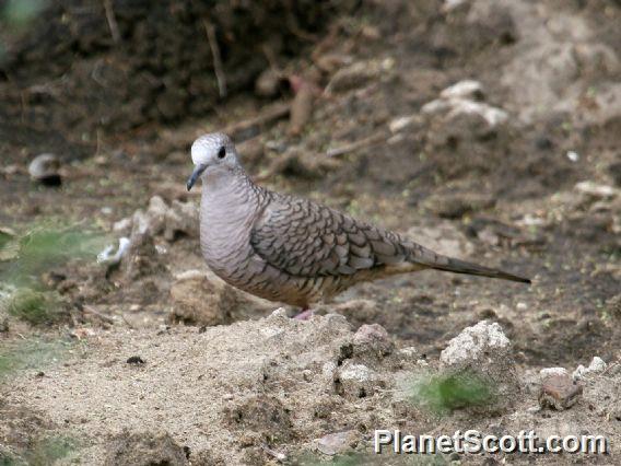 Inca Dove (Columbina inca) 