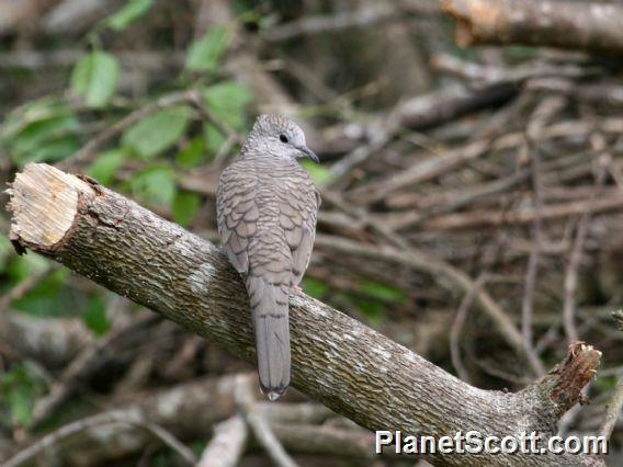 Inca Dove (Columbina inca) 