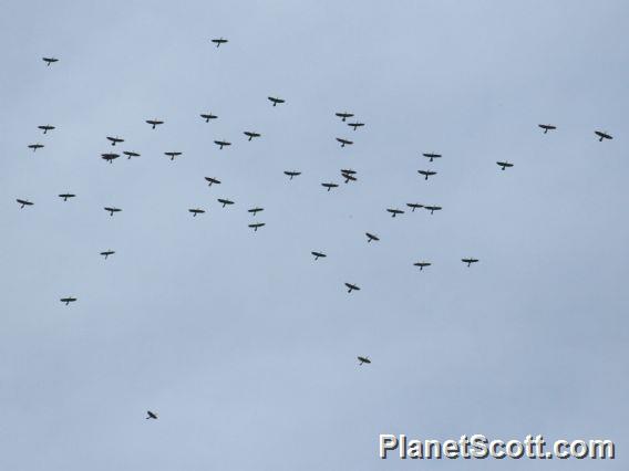 Anhinga (Anhinga anhinga) Flyover flock