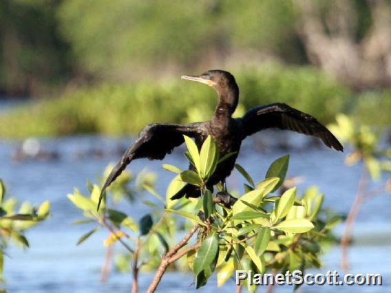 Neotropic Cormorant (Phalacrocorax brasilianus) 