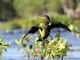 Neotropic Cormorant (Phalacrocorax brasilianus) 