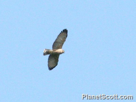 Gray Hawk (Buteo plagiatus) 