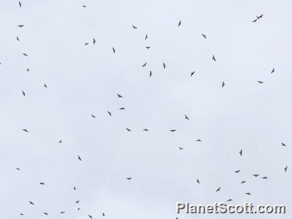 Broad-winged Hawk (Buteo platypterus) Migratory Flyover