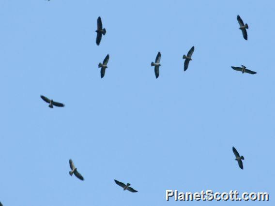 Swainson's Hawk (Buteo swainsoni) Migratory Flyover
