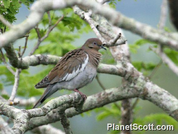 White-winged Dove (Zenaida asiatica) 