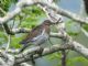 White-winged Dove (Zenaida asiatica) 