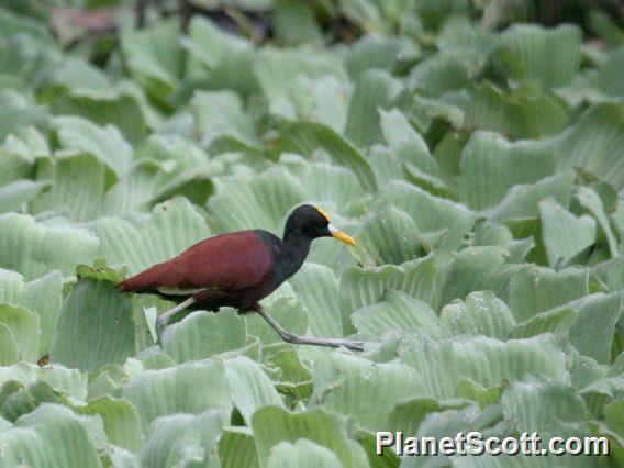 Northern Jacana (Jacana spinosa) 