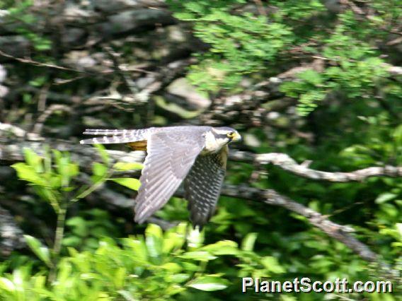 Aplomado Falcon (Falco femoralis) 