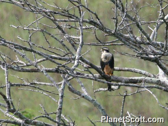 Aplomado Falcon (Falco femoralis) 