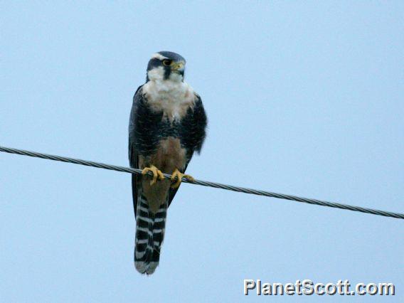 Aplomado Falcon (Falco femoralis) 