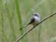 Scissor-tailed Flycatcher (Tyrannus forficatus) 