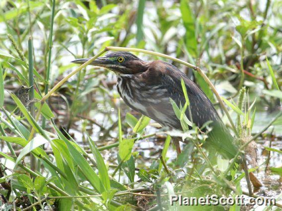 Green Heron (Butorides virescens) 