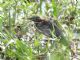 Green Heron (Butorides virescens) 