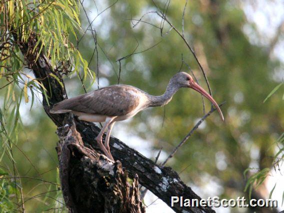 White Ibis (Eudocimus albus) 