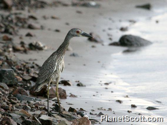 Yellow-crowned Night-Heron (Nyctanassa violacea) Juvenile