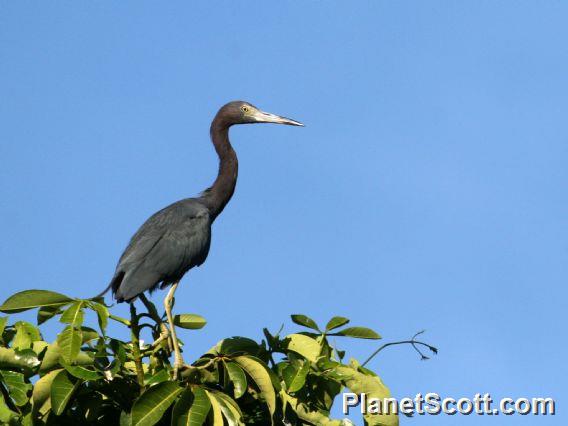 Little Blue Heron (Egretta caerulea) 