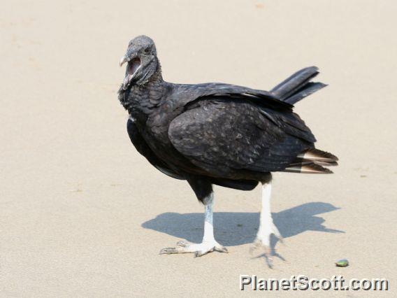 Black Vulture (Coragyps atratus) 