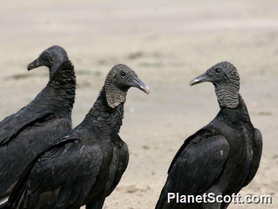 Black Vulture (Coragyps atratus) 