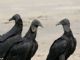 Black Vulture (Coragyps atratus) 