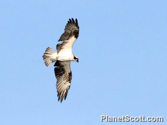 Osprey (Pandion haliaetus) 