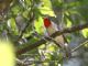 Red-faced Warbler (Cardellina rubrifrons) 
